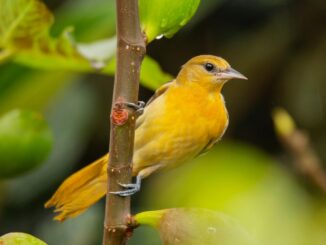 Bird in the Garden