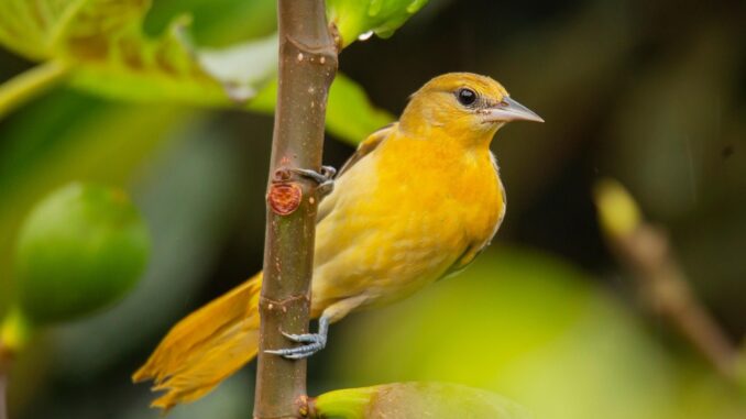 Bird in the Garden
